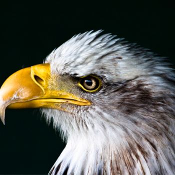 eagle